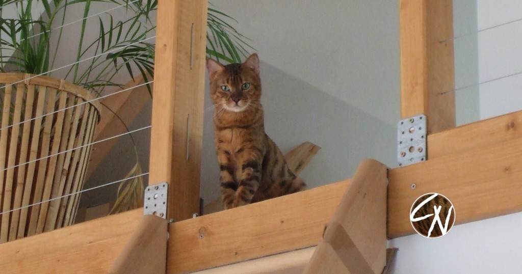Katze_hat_Angst_1 - Coco und Nanju Katzenblog