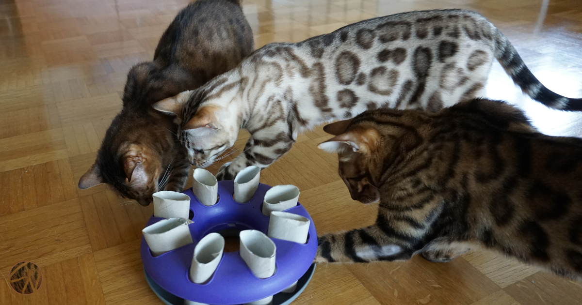 Einfache DIY fr Katzen - Coco und Nanju Katzenblog